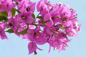 免费ddos攻击网页端